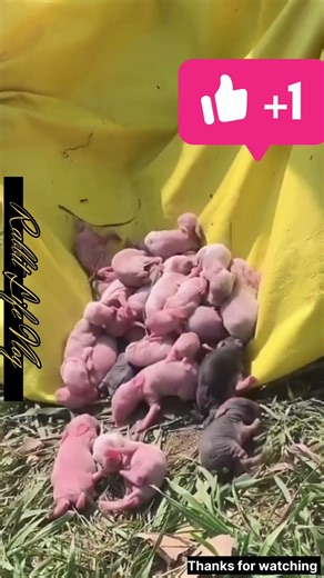 so cute rabbit new born baby 😍🍼🍼 #babyrabbit #adorably #rabbit #adoreble #animals #littleowls