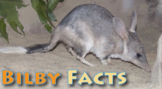 Bilby Facts For Kids - Information, Pictures & Video