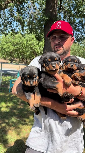 Cute Rottweiler Puppies Playing | Adorable Dog Videos