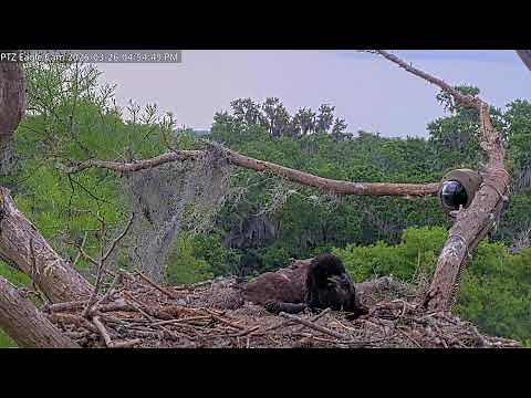Winter Park Eagle Cam | 2 Eaglets! | Brutus & Peanut | Winter Park Eagle Cam | PTZ Cam