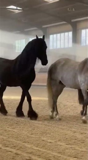 Miniature Horse Playful Jumps & Leads 3 Big Horses 🐴😂 | Ultra-Realistic 4K Arena