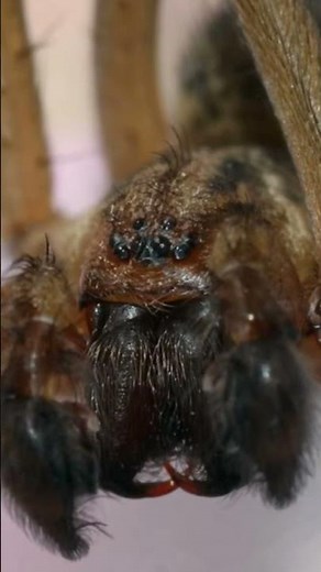 The Mysterious World of Hobo Spiders Facts and Misconceptions