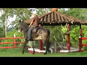 ROSER DE VILLA LUZ. MULAR ROMO. BURDEGANO. Hinny Mule