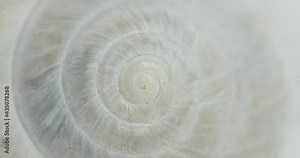 Circular shape endless spiral movement with shell texture