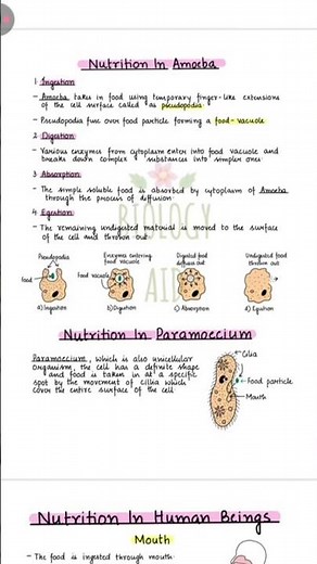 Life Processes Notes Class 10 Biology