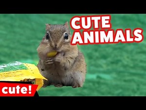 Funniest Pet & Animal Bloopers, Clips & Outtakes Compilation January 2017 | Kyoot Animals