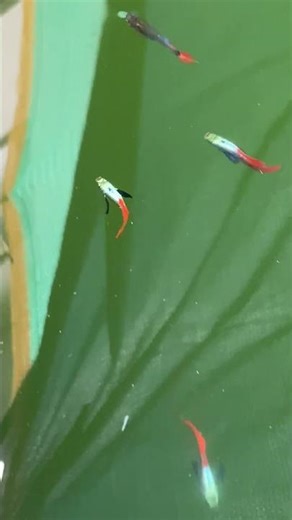 Rainy season and guppy fish | outdoors guppy tank | water change | pH level #guppyfish #rain #shorts