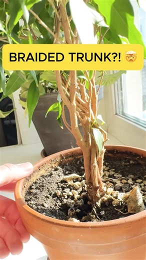This Ficus Has a BRAIDED Trunk — Here's How It's Done! 🌿 #plants #shorts #indoorplants
