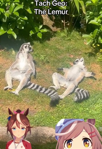 Discover the Fascinating World of Lemurs