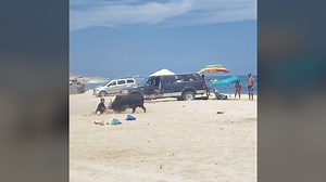 Watch moments when a bull charged and attacked a tourist on a beach in Mexico. https://tinyurl.com/3wxytfyw | USA TODAY