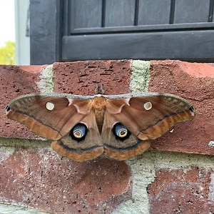 Attract Moths With Light and Bait