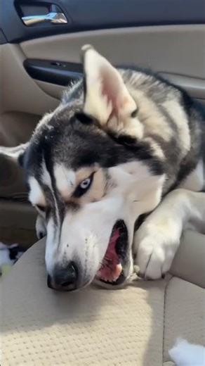 Husky chaos in 60 seconds: husky tried to run in circles with pure husky energy #Shorts