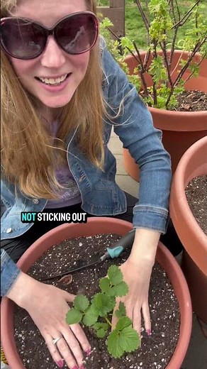 How To Plant Strawberries In Containers