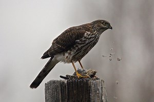 The Sharp-shinned Hawk in this trail cam clip is moving too quickly to get a detailed look at its remarkable manueverability in tight quarters, but we're posting it anyway because we sure don't see many scenes like this. That's because the vast majority of the SsH's diet consists of songbirds that populate the dense forests that these hawks call home. The balance of its menu is sourced from the kind of small rodent this bird has targeted (check the yellow circle in the slo-moed video for a glimp