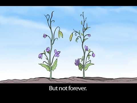 Gregor Mendel's Pea Experiment