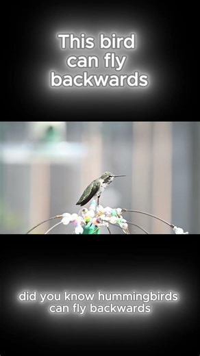 This bird can fly backwards #animalfacts #hummingbird #naturefacts #wildlife #shorts #didyouknow