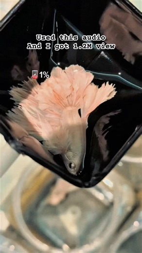 Haha… It’s will work #viral #ปลาสวยงาม #bettafish #ปลา #betta #fish #shorts