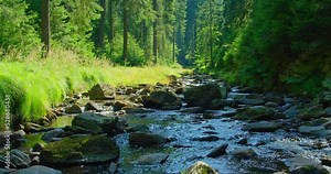 Fast flowing mountain stream in pine forest. Green vegetation along water floss. Picturesque nature landscape. Wet gray boulders. Close-up. Calm relaxing and pleasant walk in coniferous woodland.