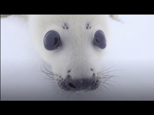 Baby Seal Checks Out Photographer