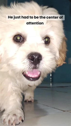 #doglover #dog #pottytrain #puppy #furbaby #shihpoo #puppylove #puppyfever