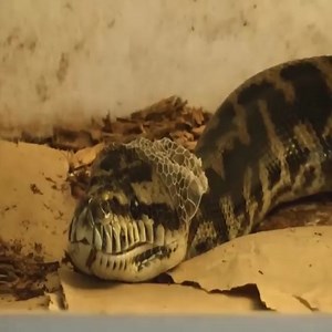 Carpet Python Perfect Shed Join the group to see more videos and photos 💖 : Animal World | Give And Take