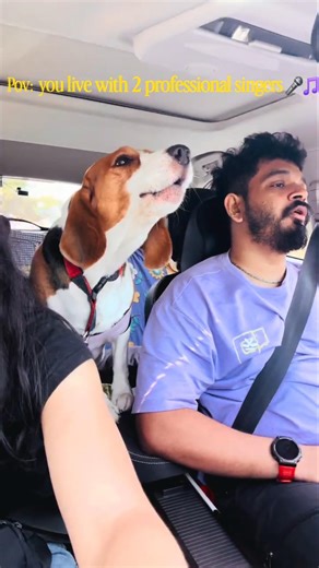 This concert is too long🎵🎤😆 #beagle #pets #trendingshorts #pets #doggielife