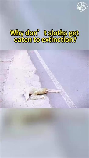Why don’t sloths get eaten to extinction #animals #tiktok #fyp #science #sloth