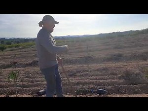 Cómo plantar naranjos. El método más rápido. Pedralba