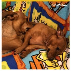 When there is no space on the couch! | Try Not to Laugh