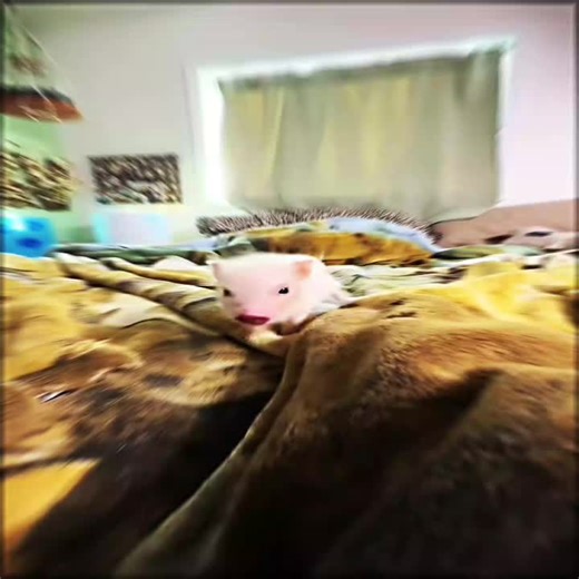 George Pig Clip Highlights and Edits