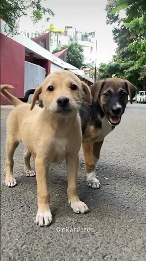 #wgitachi #subscribemychannel #yuotubeshorts #share #dogshorts #dogvideos #lifeisbutadream #viral 🙏🙏