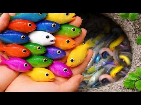 Epic Catching Adventure! Fish Colorful Egg Surprises 🐟