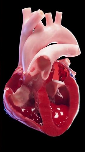 Fast beating human heart #anatomy #meded #3danimation