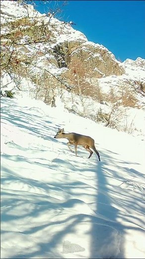 Chevreuils paisibles / Peaceful roe deer