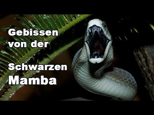 Experience: Bitten by the Black Mamba | Short documentary Snakebite