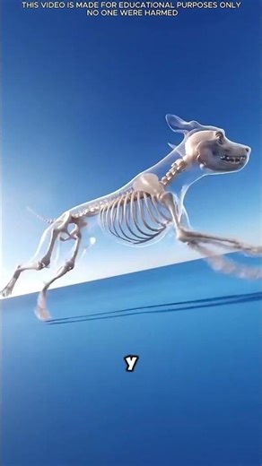 “The Incredible Transformation of a Dog on a Raw Meat Diet”#shortsfeed