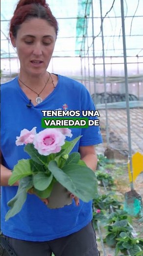 Gloxinia: la flor de interior más bonita y aterciopelada 🌸✨