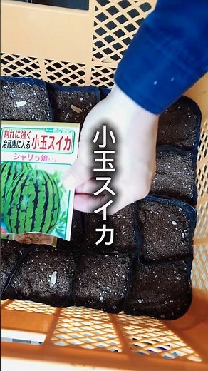 スイカと夕顔とズッキーニと。 #家庭菜園 #ウリ科 #種まき
