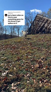 Why doesn’t Az have a spiked collar? #aslandog #lgd #livestockdog #bigdog #boz #wolves #coyote | Nate Petroski