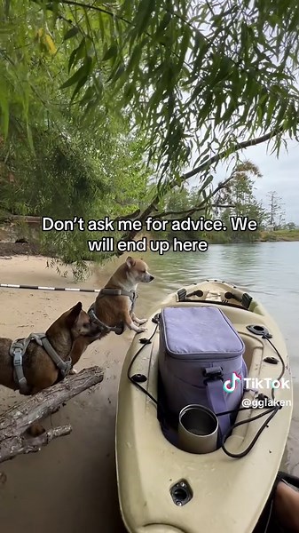Something about a rainy day and warm water #fy #wlw #camping #dogs