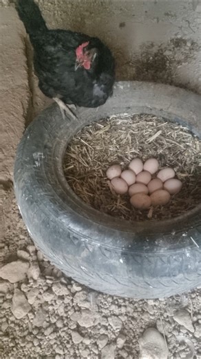 Strange Behavior: Broody Chicken Won’t Hatch Eggs 😲