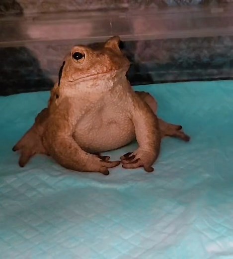 This behavior is called “toe luring”. Some toads wiggle their toes when they see food, the resulting vibrations agitates insects, setting them scuttling in a flurry of activity that triggers a toad’s known tendency to strike at moving prey. Toads only eat living, moving bugs. The movement of their cute little toes might attract insects to them so they can be lazy. #fyp #frog #frogs #herpetology #phrog #exoticpets #frogtok🐸 #frogtok #frogsoftiktok #frogtiktok #froggy #cutefrog #toadtok #toadsoft