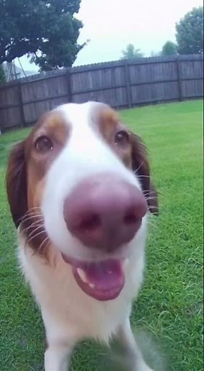 Dogs Having a Blast Swimming in the Pool – Fun Moments Caught on Ring Camera