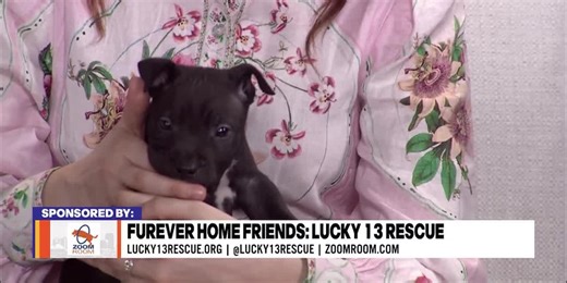 FurEver Home Friends: Lucky 13 Rescue