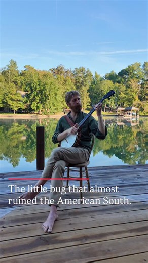 7.9K views · 2.3K reactions | Everyone’s granddaddy used to sing about the boll weevil at one time in history. | Sean Of The South | Facebook