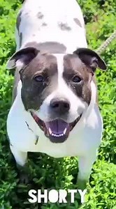 Shortie is a 5 year old female pit bull mix who will be sure to put a smile on your face. This girl is always so happy to see you no matter if you have a toy, a treat, or just want to pet her. She's been with us for quite awhile now and we just don't understand why. She has previously lived with cats, is housebroken, loves kids, fetches, but can also be a couch potatoe as well. If you are a perfect match for Shortie, please submit an adoption application on our website www.justice-rescue.com #Ju