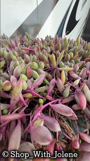 Obsessed with This Ruby Necklace Succulent 💜 | Othonna Capensis Plant Review & Care Tips