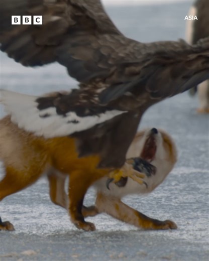 1.4M views · 31K reactions | Not me literally cheering for the fox the whole time. #DavidAttenborough #RedFox #Nature #NaturalWorld #Asia #BBCAsia When an opportunity for fish presents itself in the deep freeze of winter, this red fox has to fight off huge birds in order to make the most of it. Dinner is on the line! | BBC One | Facebook