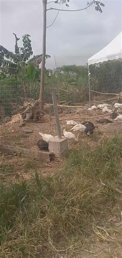 insurance cover #mindedray #viral #fyp