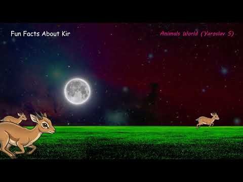Kirk's dik dik